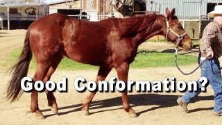 Reining amp Cutting Horse Conformation Good Or Bad [upl. by Atinnor]