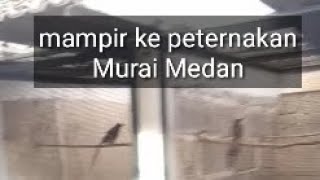 pulang berburu kutir mampir ke farm Pandawa peternak Murai Medan [upl. by Ohs2]