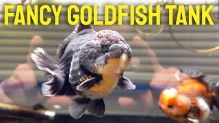 60 GALLON FANCY GOLDFISH TANK  An overview and guide of Yuan Bao goldfish tank [upl. by Pavia]