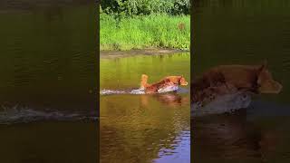 Hero Dog Steps In When Girl’s Ball Ends Up in the Water shorts [upl. by Nyrraf]