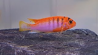 Labidochromis Hongi Super Red [upl. by Llemmart]