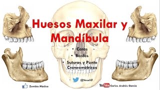 Anatomía  Huesos Maxilar y Mandibula Caras Bordes Inserciones Musculares [upl. by Collyer]