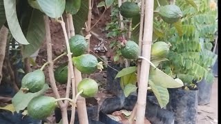 frutíferas produzindo em vaso goiaba tailandesa achachairu boliviano enxerto 8000 envio 21989297468 [upl. by Noel]