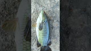 உலகிலேயே மிக எளிதாக பிடிக்க🎣🐟 முடிந்த மீன்  Catch amp Cook [upl. by Inness]