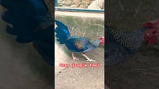 Gray Jungle Fowl in My Aviary – A Stunning Wildlife Experience” [upl. by Georgi]