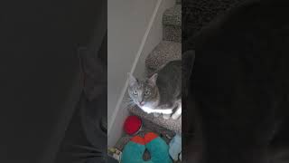 I hear noise and cat explains What Happened FunnyPets CatComedy MysteriousNoise TalkingCatquot [upl. by Mercier]