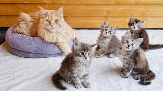 Big Maine Coon Meets Little Kittens [upl. by Esinej143]