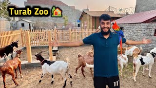 Turab Lion Mini Zoo 😱🏡 Shehr Main Dihat Today  Turab And Sibtain [upl. by Isborne]