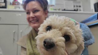 Avon Pet Pantry celebrates one year and welcomes rescue dog back after surgery [upl. by Chabot]