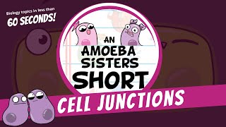 Cell Junctions  Amoeba Sisters Shorts [upl. by Aletse]