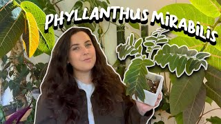 How To Care For Phyllanthus Mirabilis  Butterfly Caudex Plant [upl. by Ellinej331]