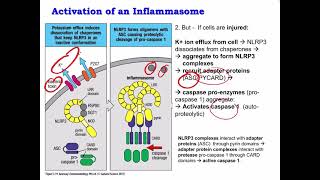 Lecture 6 PRRs NLRP3 Inflammasome and Cytokines [upl. by Follansbee369]