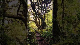 Dawson Falls Track Taranaki New Zealand DawsonFalls newzealand nature [upl. by Ardnat]