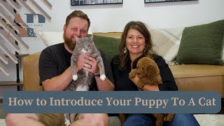 How to Introduce Your Puppy To A Cat [upl. by Rickie]