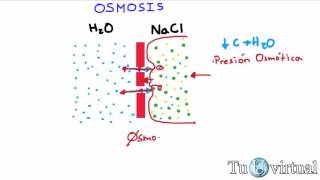 Osmosis  Que es osmosis y presión osmótica  Fisiología [upl. by Drahsar945]