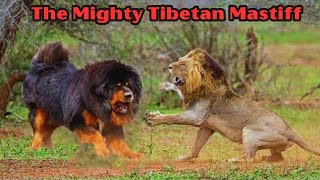 Roaring Majesty Tibetan Mastiff Facts amp Info [upl. by Ibok]