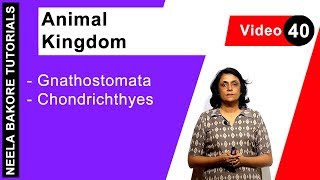 Animal Kingdom  NEET  Gnathostomata  Chondrichthyes  Neela Bakore Tutorials [upl. by Aynekat129]