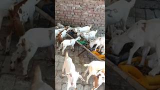 New kids video of goat 🐐 farm shorts viral goat farming business viralnow [upl. by Ahsetel590]