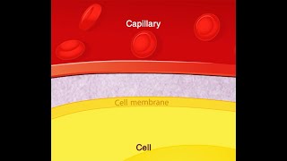 Cell membrane [upl. by Crichton]