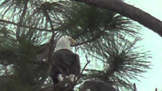 SWFL EaglesOzzie amp Harriets Eagle Determination Never Wanes 122114 [upl. by Yalahs]