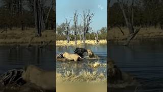 Savage Encounter Buffalo Survives a Lion Attack [upl. by Unders]