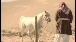 Arabian Horses  A tale of obedience [upl. by Aivad]