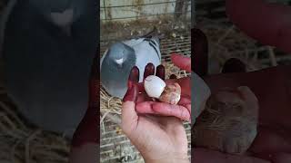 My crazy pigeons egg hatching time [upl. by Ann-Marie]