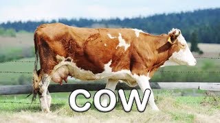 Fun Farm Animal Sounds  Learn About Animals for Children  Kids Learning Videos [upl. by Arehsat400]