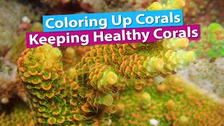 Coloring up Corals  Keeping Healthy Corals [upl. by Niels]