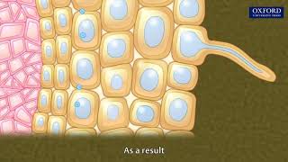 Animation 103 Absorption of water in plants [upl. by Eelyahs]