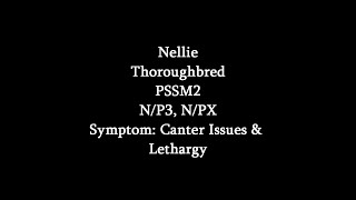 Symptoms Of PSSM2 Canter Issues amp Lethargy Nellie [upl. by Onek]