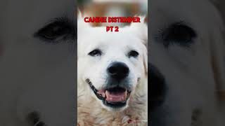 What is canine distemper [upl. by Wadesworth]