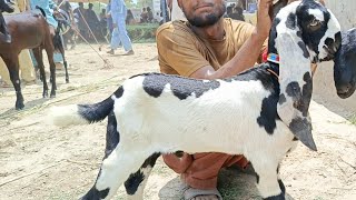 sahiwal Bakra TV sahiwal mandi update betal betal bakriyan aur bacche [upl. by Ettenay]