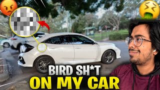 MY BRAND NEW CAR got Attacked by Birds 😭  Vlog032 [upl. by Thacker]