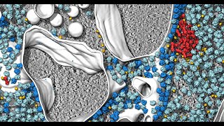 CryoEM Fib Milling Practice  Aquilos 2 CryoFIB  Cryoelectron tomography on focused ion beam [upl. by Ettenor]