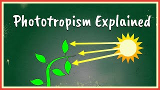 Phototropism Explained [upl. by Remled849]