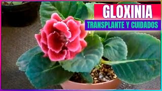 Gloxinia Sinningia speciosa cuidados y trasplante chuyito jardinero [upl. by Queen]