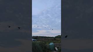 Canadian Geese flying over canadiangeese bird [upl. by Atwater214]