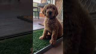 share the love ❤️ groodle goldendoodle puppy dog [upl. by Hoon259]