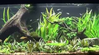 75 Gallon Aquarium Crypts crinum calamistratum HYGROPHILA CORYMBOSA ANGUSTIFOLIA [upl. by Ivgnout]