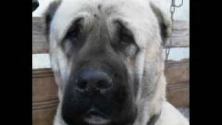 World Famous Kurdish Kangal Dog [upl. by Edac519]