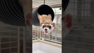 Blackfooted Ferret Yawning Compilation [upl. by Nappie]