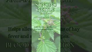 Stinging Nettle  Urtica dioica [upl. by Gala718]