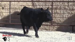 Redland Angus Lot 31 [upl. by Bidle]