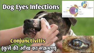 Dog Eyes InfectionConjunctivitis amp Pink Eye in Dogscausetreatmentdogeyesdogloverseyeinfection [upl. by O'Carroll]