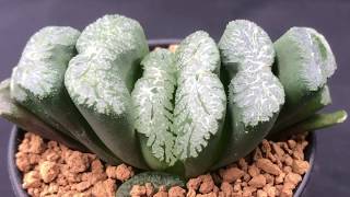 Haworthia truncata Collection  How to grow these succulents and Haworthia varieties [upl. by Ytima]