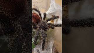 Pink Toe Tarantula Avicularia avicularia Antilles Tree Spider Feeding [upl. by Neetsyrk]