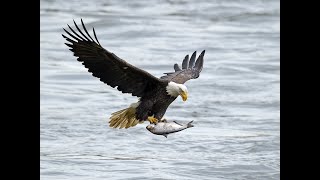 How Eagle Hunt Fish Eagle catching Fish [upl. by Arrek]