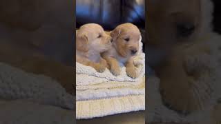 Golden Retriever Puppies 3 12 weeks old [upl. by An995]