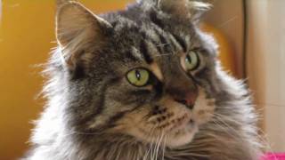 Maine Coon Cats Gentle Giants [upl. by Kari]